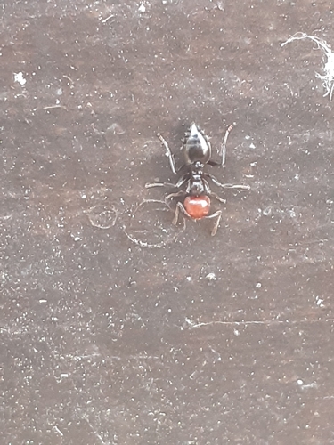 Formica testa rossa
