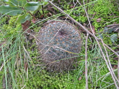 Mammillaria discolor