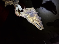 Gymnothorax castaneus