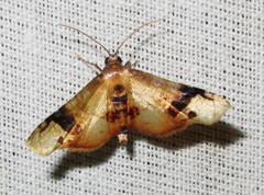 Thyrididae