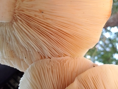 Leucopaxillus gentianeus