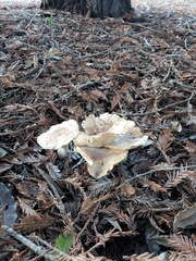 Leucopaxillus gentianeus
