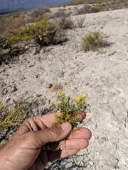 Xylothamia diffusa