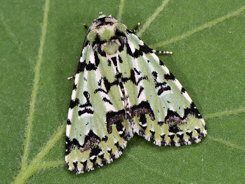 Scarce Merveille du Jour, photo 1 of 10