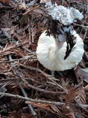 Leucopaxillus gentianeus