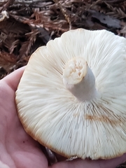 Leucopaxillus gentianeus