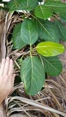 Ficus altissima