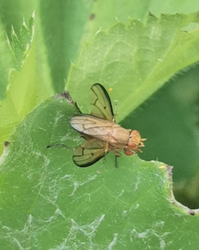 Tetanocera elata
