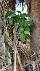 Ficus altissima