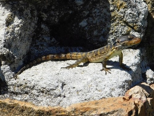Pseudocordylus microlepidotus