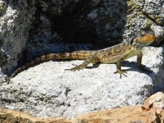 Pseudocordylus microlepidotus