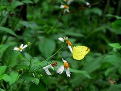 Eurema blanda arsakia