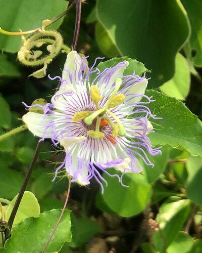 fringed passionflower