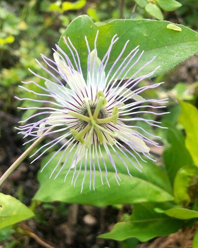 fringed passionflower