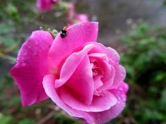 Luperomorpha birmanica