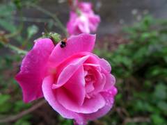 Luperomorpha birmanica