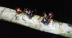 Dinomyrmex gigas borneensis
