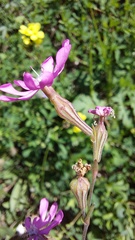 Silene colorata image