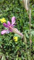 Silene colorata image