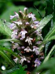 Ajuga taiwanensis