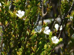 Coleonema juniperinum