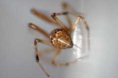 Parasteatoda tabulata