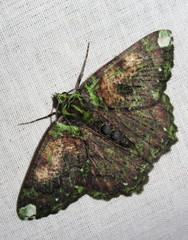 Dindicodes apicalis