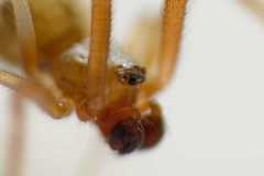 Parasteatoda tabulata