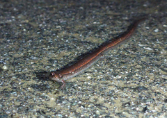 Batrachoseps gavilanensis