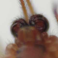 Parasteatoda tabulata