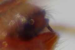 Parasteatoda tabulata