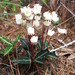 Chimaphila maculata - Photo (c) Robby Deans,  זכויות יוצרים חלקיות (CC BY-NC), הועלה על ידי Robby Deans