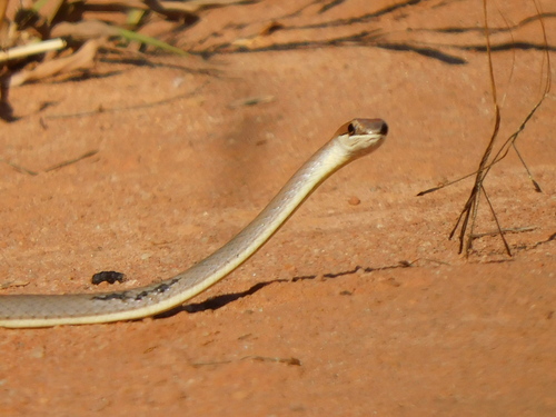 Eastern Stripe-bellied Sand Snake