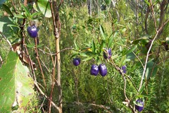 Billardiera longiflora