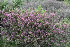 Indigofera interrupta image