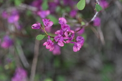 Indigofera interrupta image