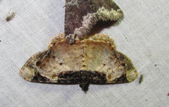 Cassephyra lamprosticta