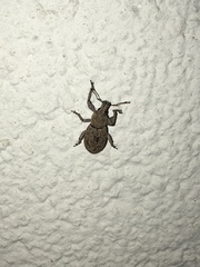 Geonemus flabellipes