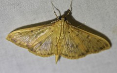 Patania balteata