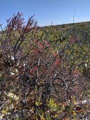 Psittacanthus sonorae