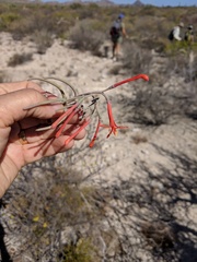 Psittacanthus sonorae