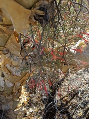 Psittacanthus sonorae