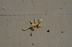 Ptyodactylus guttatus