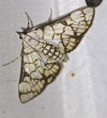 Aphytoceros lucusalis