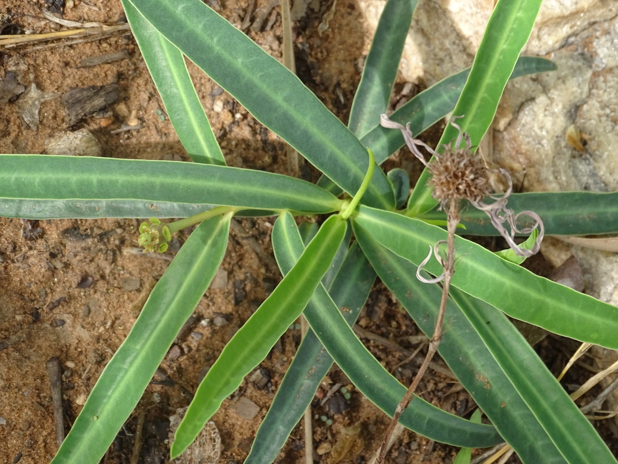 Euphorbia kouandenensis