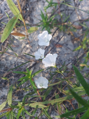 Image of Stylisma angustifolia by (c) Athena Philips, some rights reserved (CC BY)
