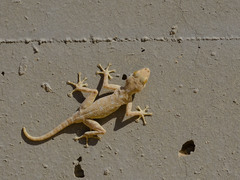 Ptyodactylus guttatus