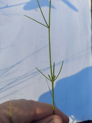Image of Senega leptostachys by (c) Athena Philips, some rights reserved (CC BY)