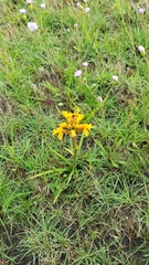 Cynorkis cinnabarina