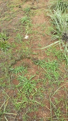 Aristea madagascariensis